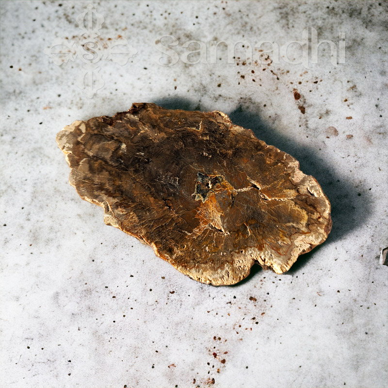 Fakövület ásvány szelet